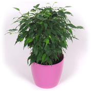 Ficus + Cachep Rosa